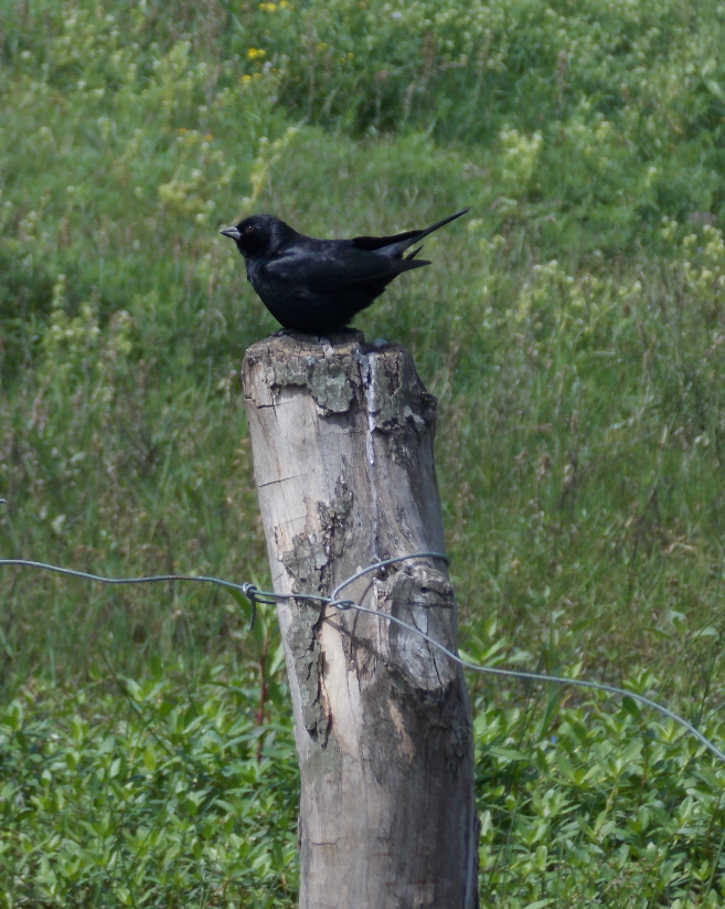 Shiny Cowbird - ML259371231