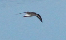 Curlew Sandpiper - Matt Yawney