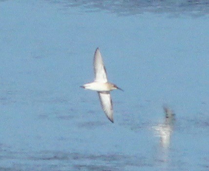 Curlew Sandpiper - ML259372411