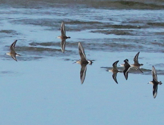 Curlew Sandpiper - ML259372431