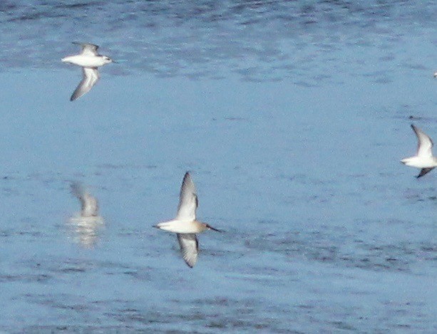 Curlew Sandpiper - ML259372441