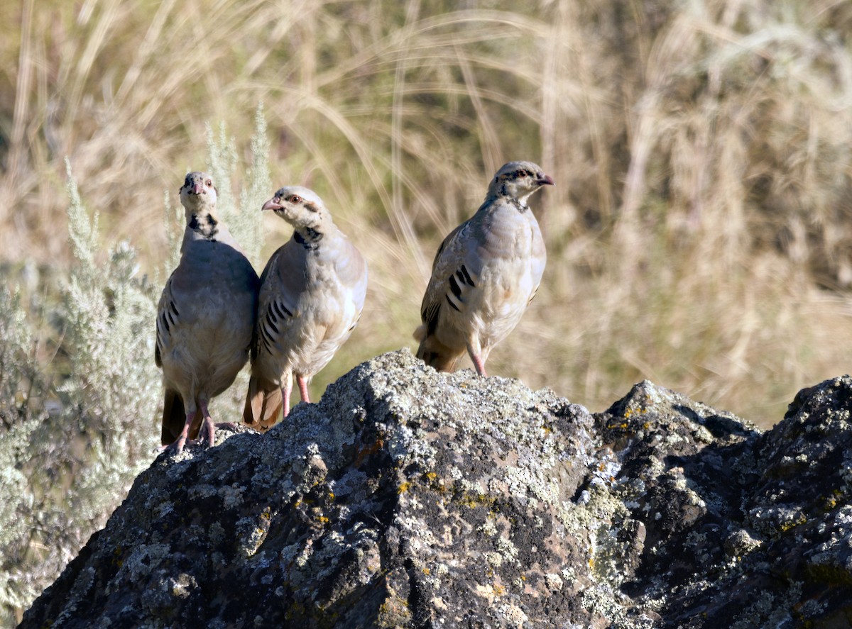 Chukar - ML259372651