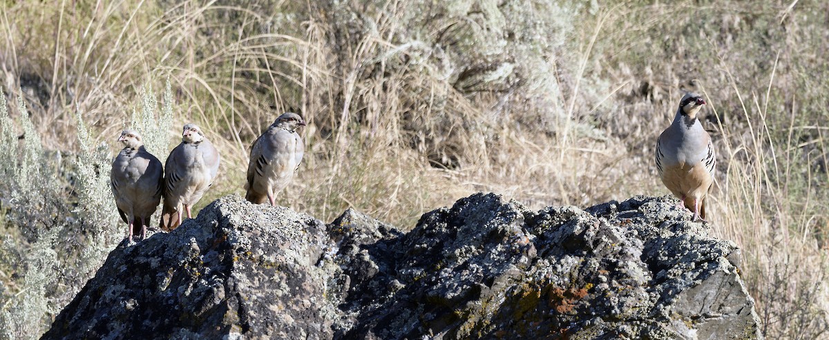 Chukar - ML259372701