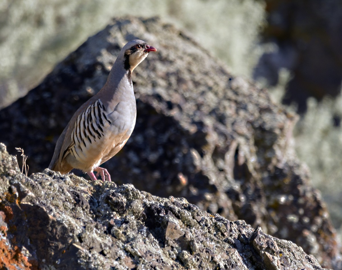 Chukar - ML259372711