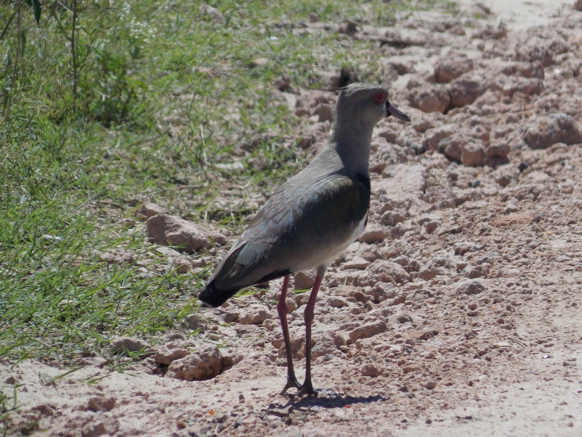 Southern Lapwing - ML259372831