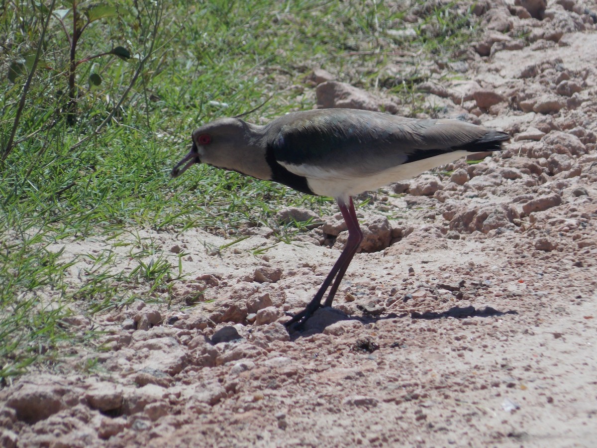 Southern Lapwing - ML259372871