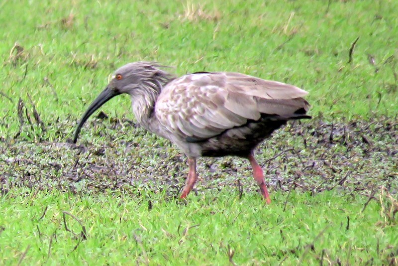 Plumbeous Ibis - ML259373801