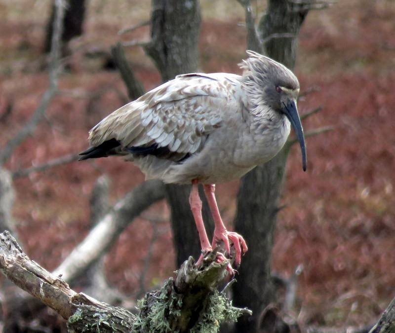 Plumbeous Ibis - ML259373811