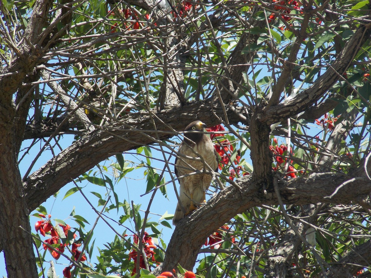 Roadside Hawk - ML259374241