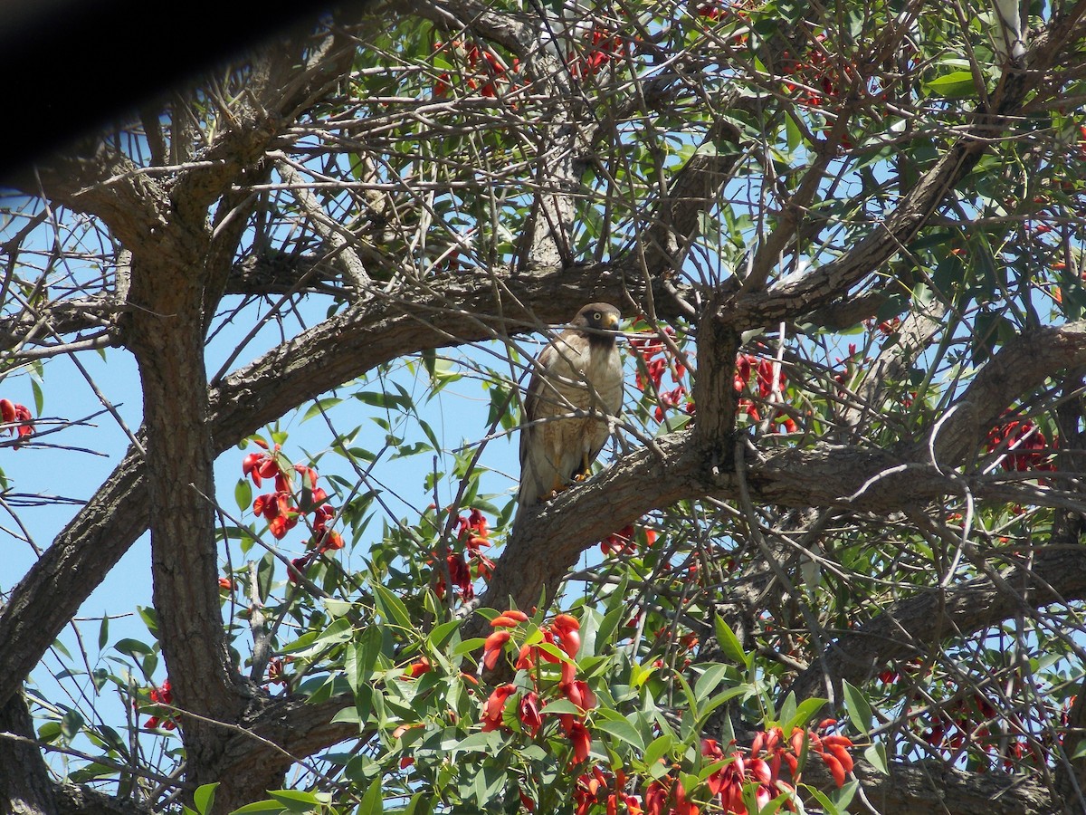 Roadside Hawk - ML259374321