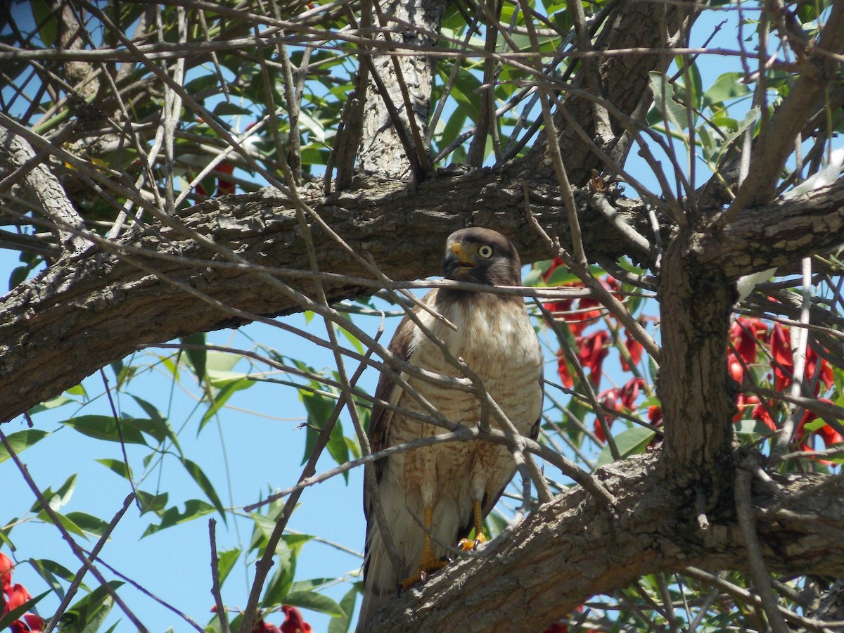 Roadside Hawk - ML259374411