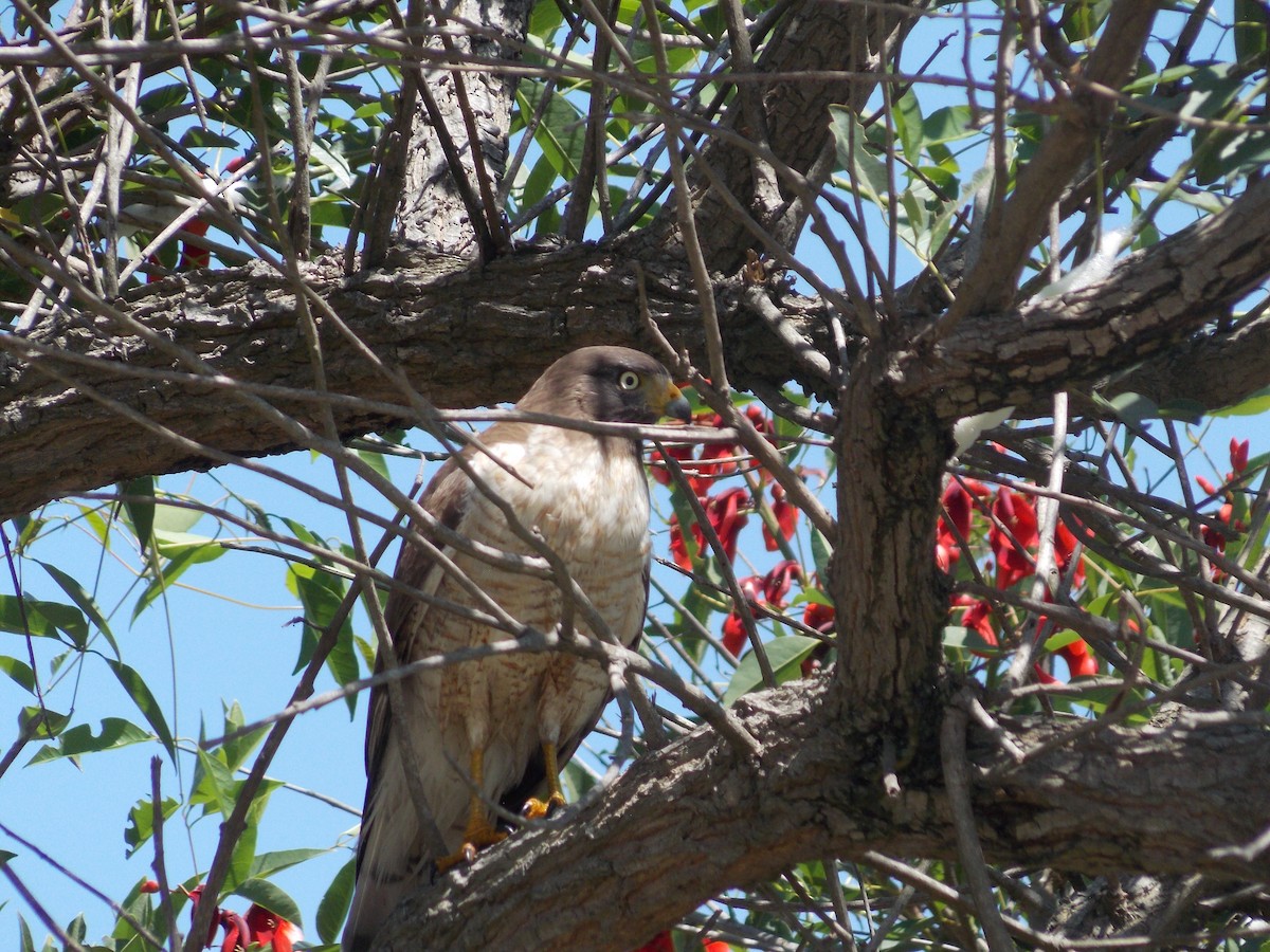 Roadside Hawk - ML259374591