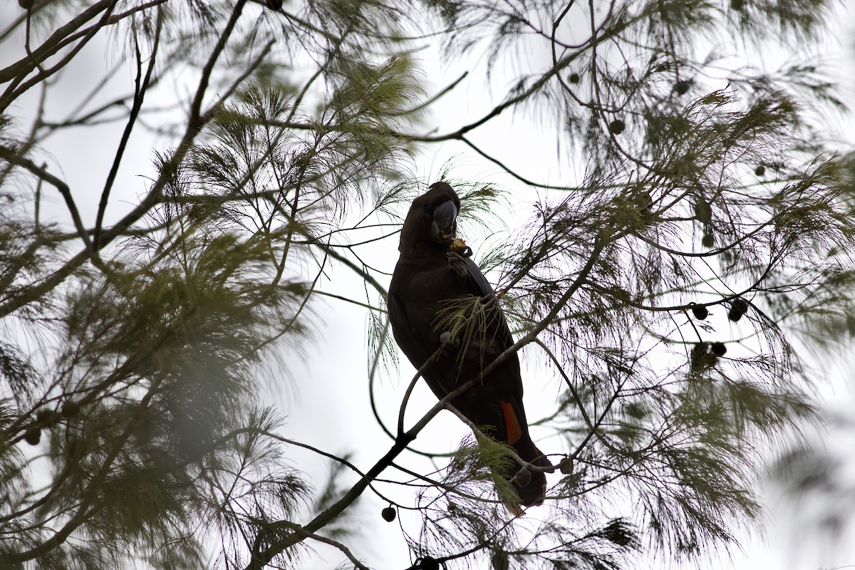 brunkakadu - ML259374871