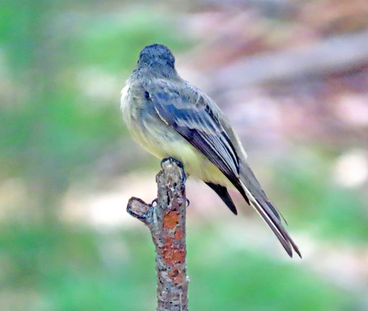 Eastern Phoebe - ML259375241