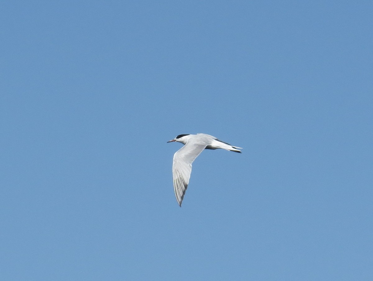 Common Tern - ML259375581