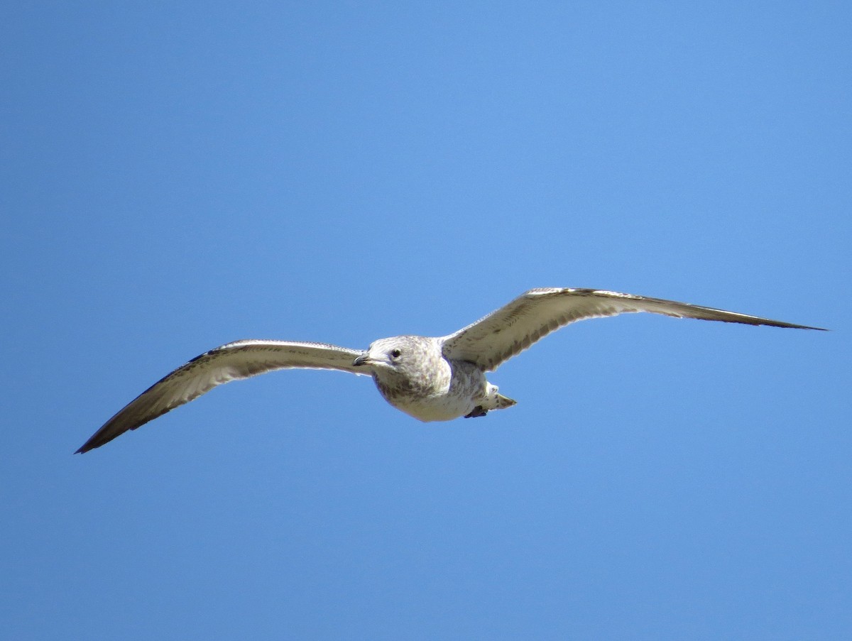 Ring-billed Gull - ML259376061