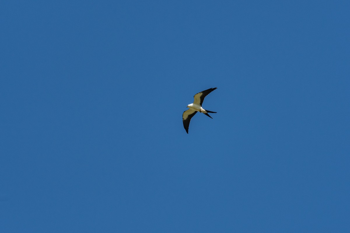 Swallow-tailed Kite - ML259378071