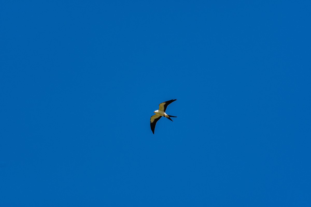 Swallow-tailed Kite - ML259378081