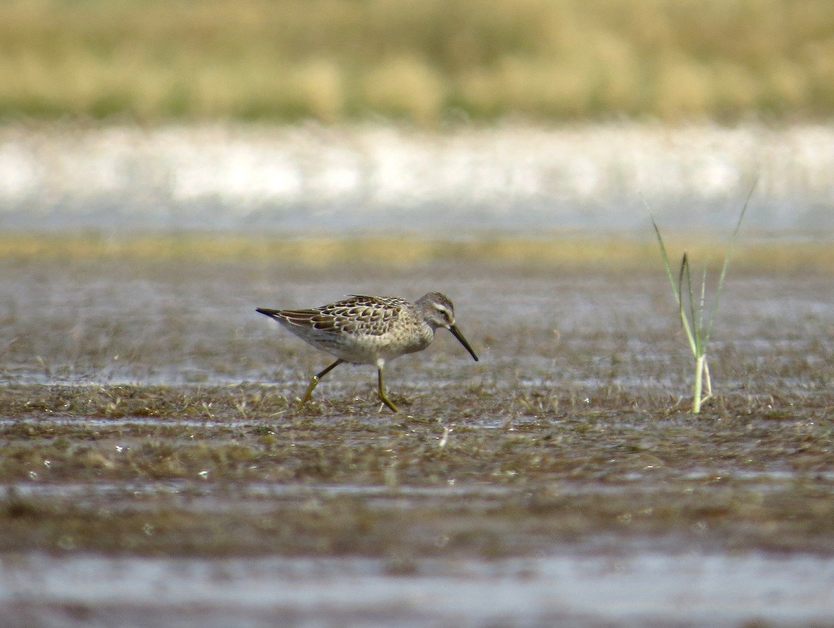 Stilt Sandpiper - ML259378301