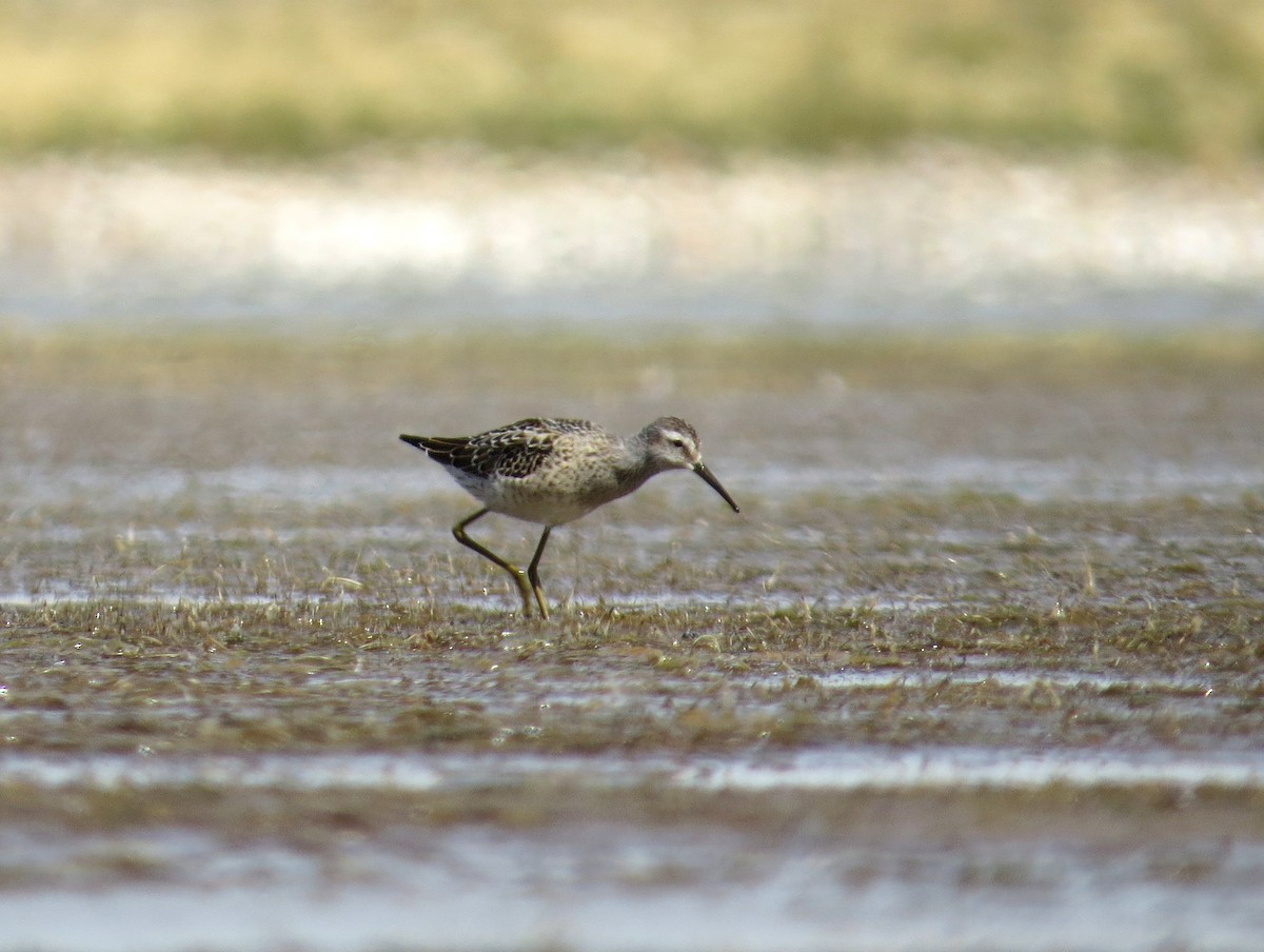 Stilt Sandpiper - ML259378311