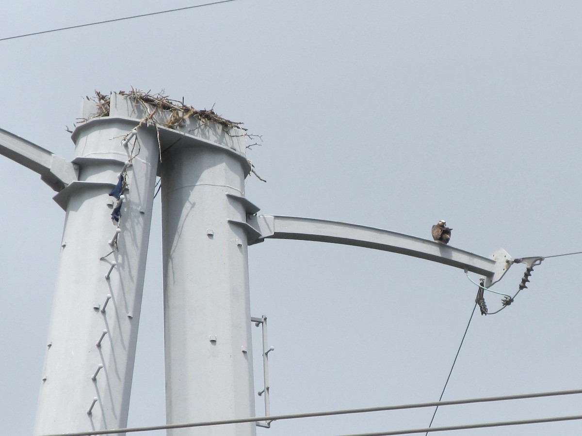 Osprey - ML259378381