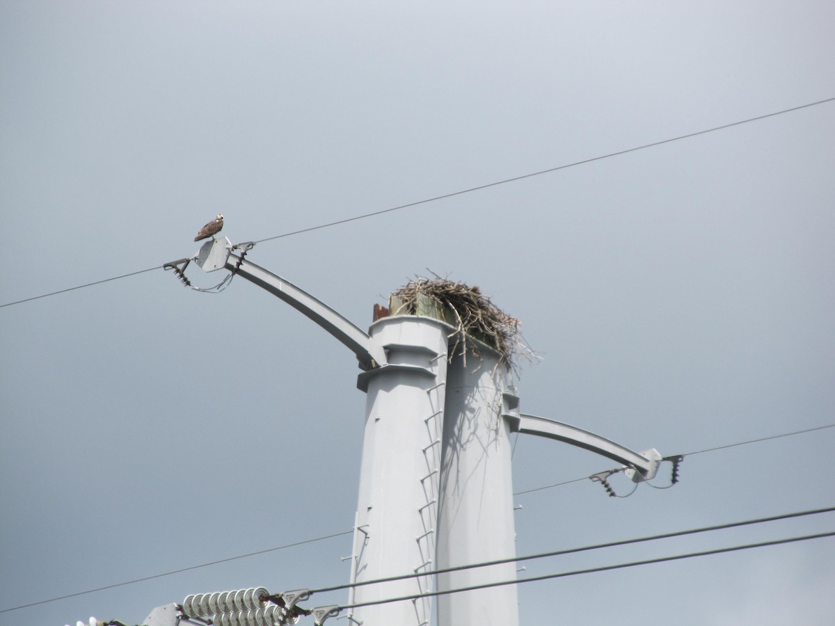 Osprey - ML259378391