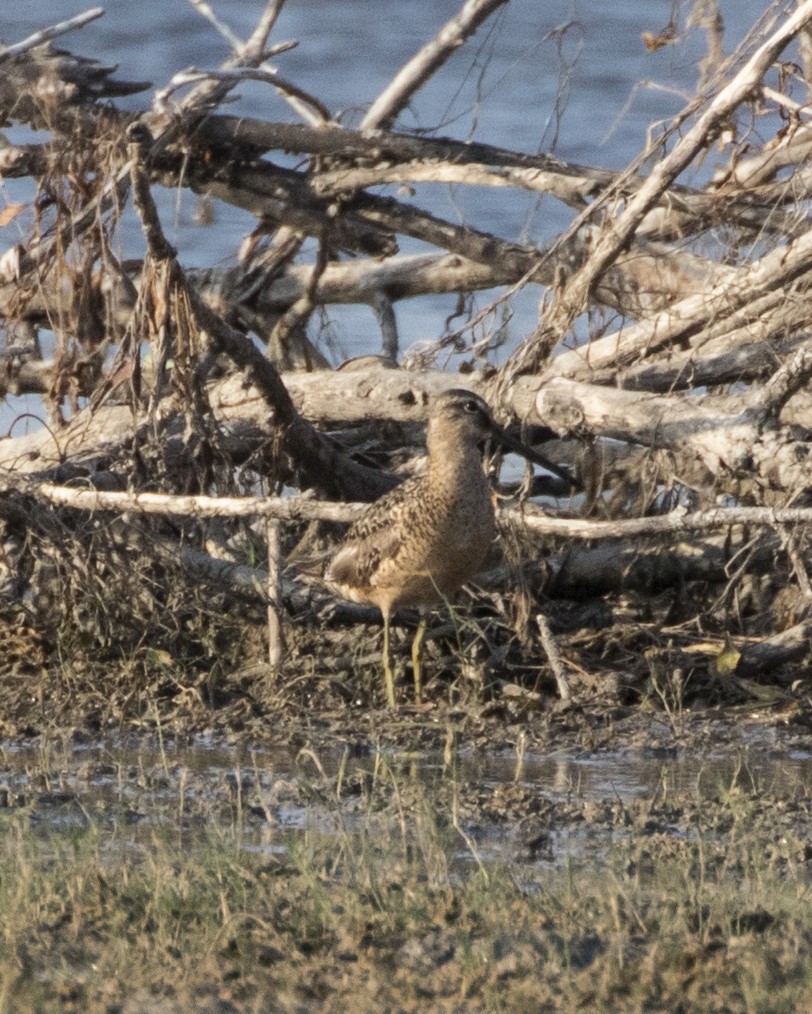 Long-billed Dowitcher - ML259378561
