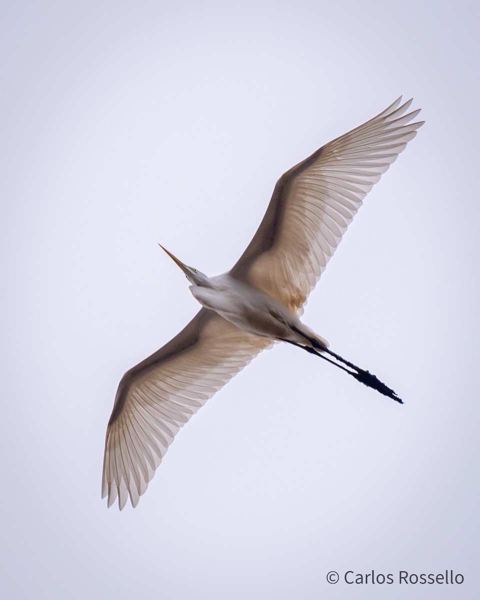 Great Egret - ML259380061