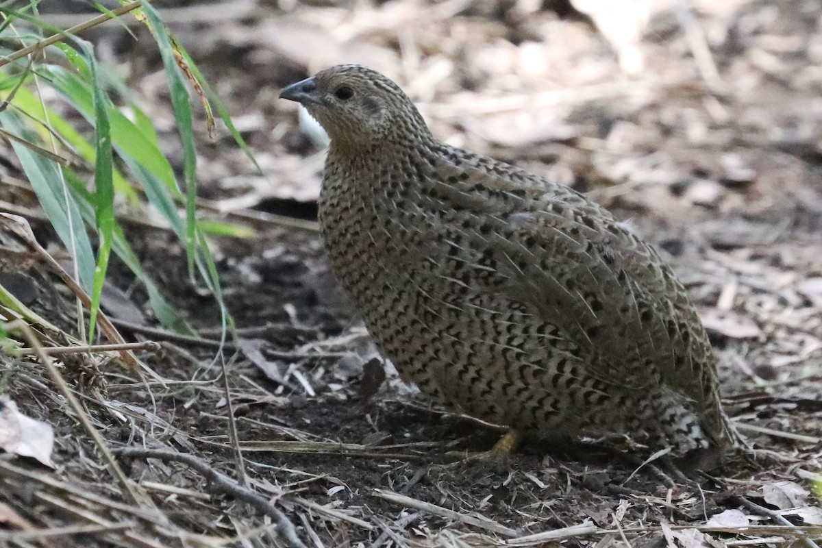 Brown Quail - ML259380121