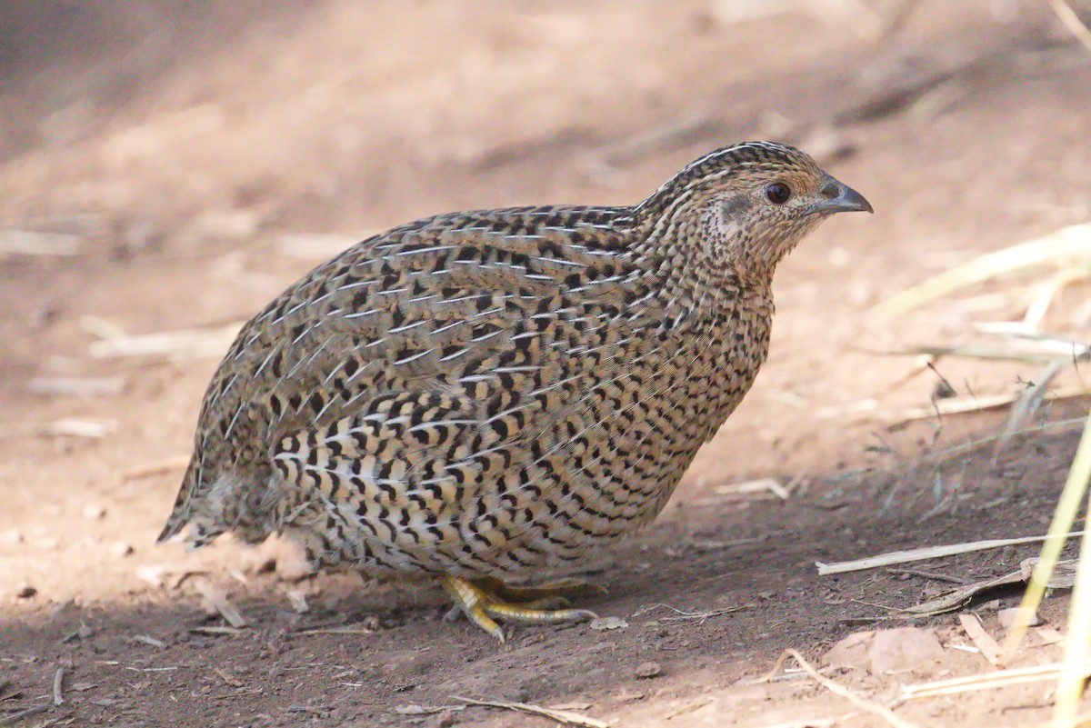 Brown Quail - ML259380151