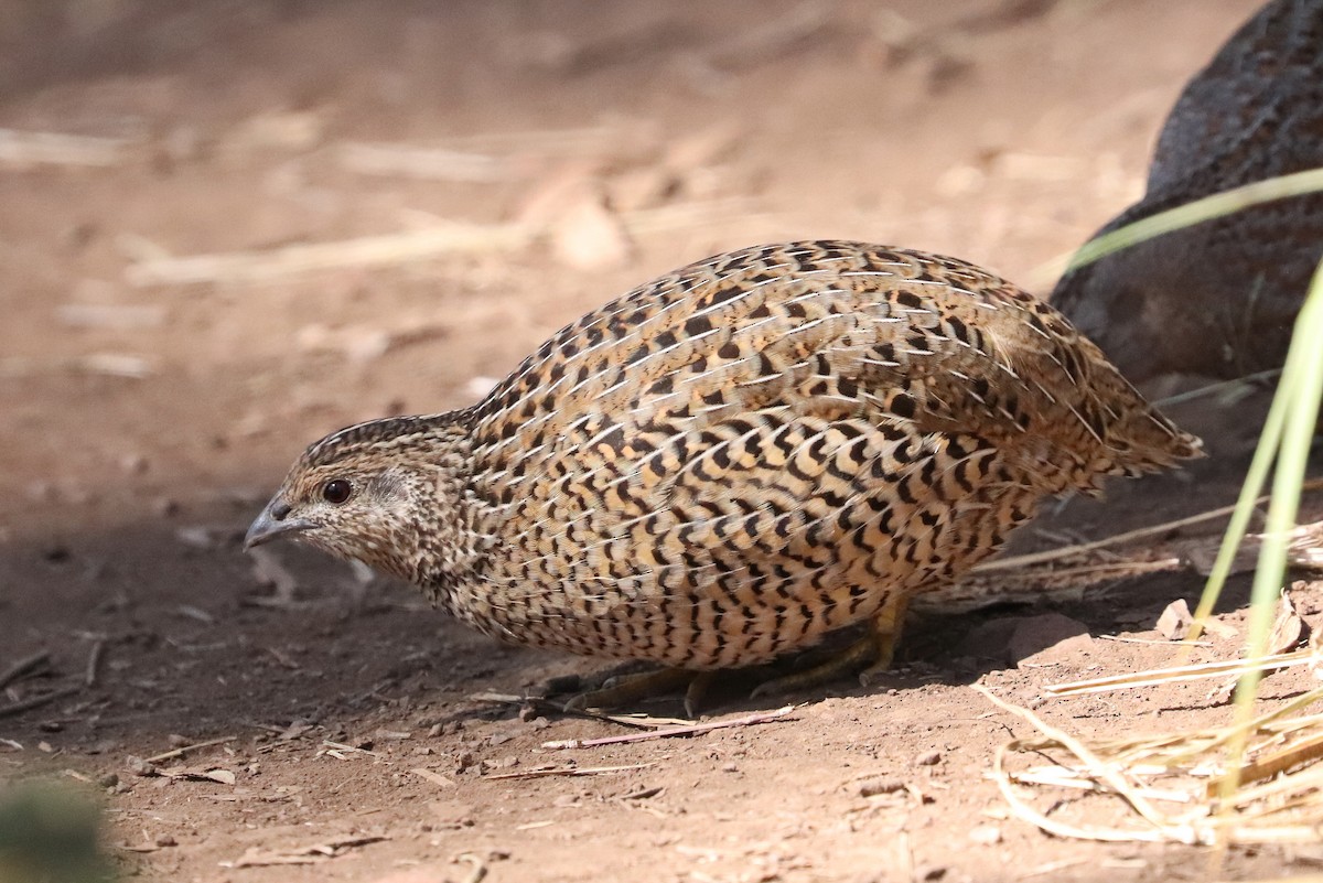 Brown Quail - ML259380161