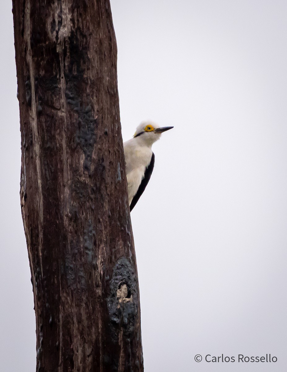 White Woodpecker - ML259380351