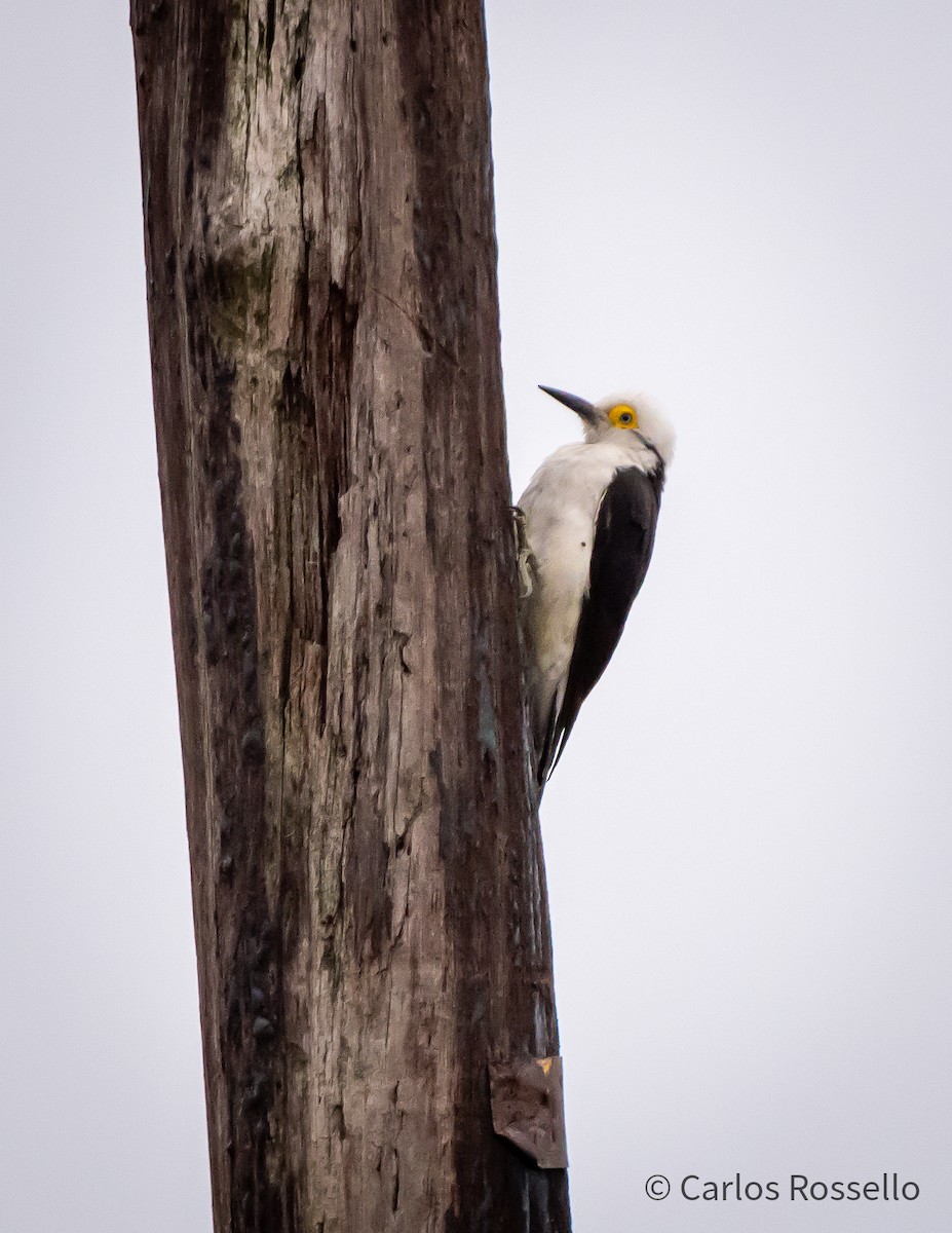 White Woodpecker - ML259380361