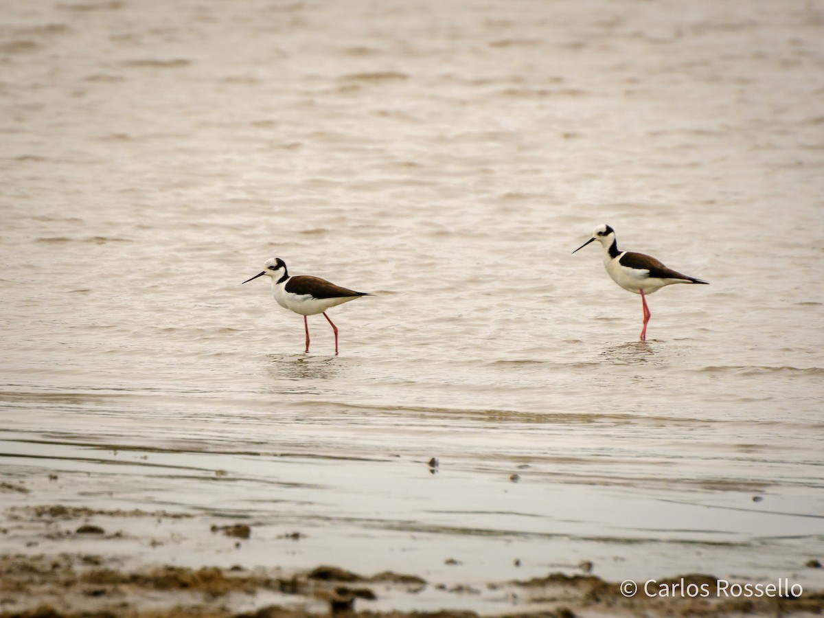 Black-necked Stilt - ML259380871