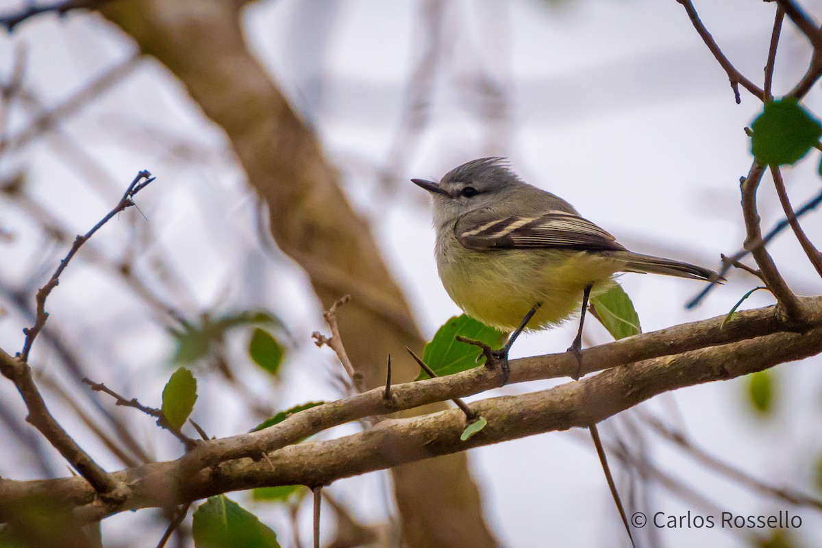 White-crested Tyrannulet (Sulphur-bellied) - Carlos Rossello