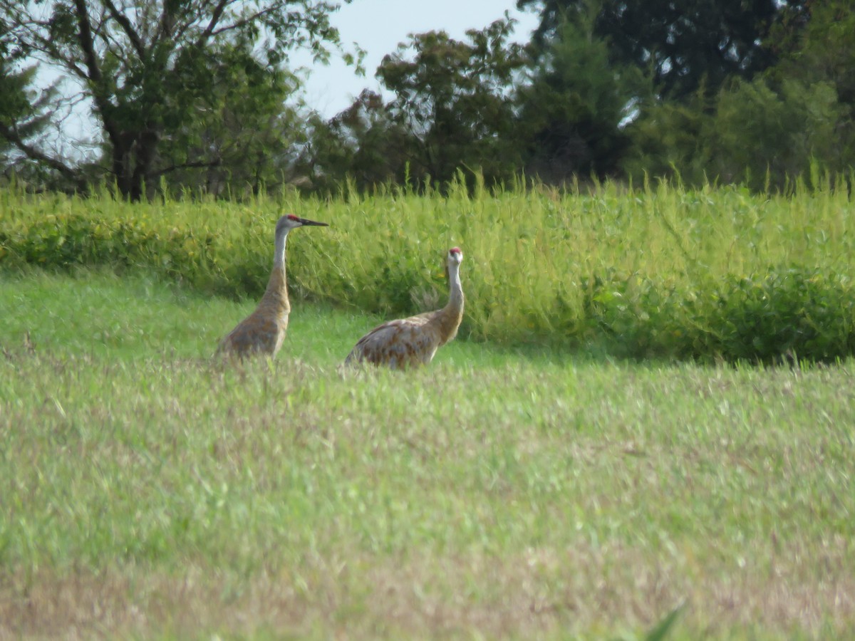 Sandhill Crane - ML259381321