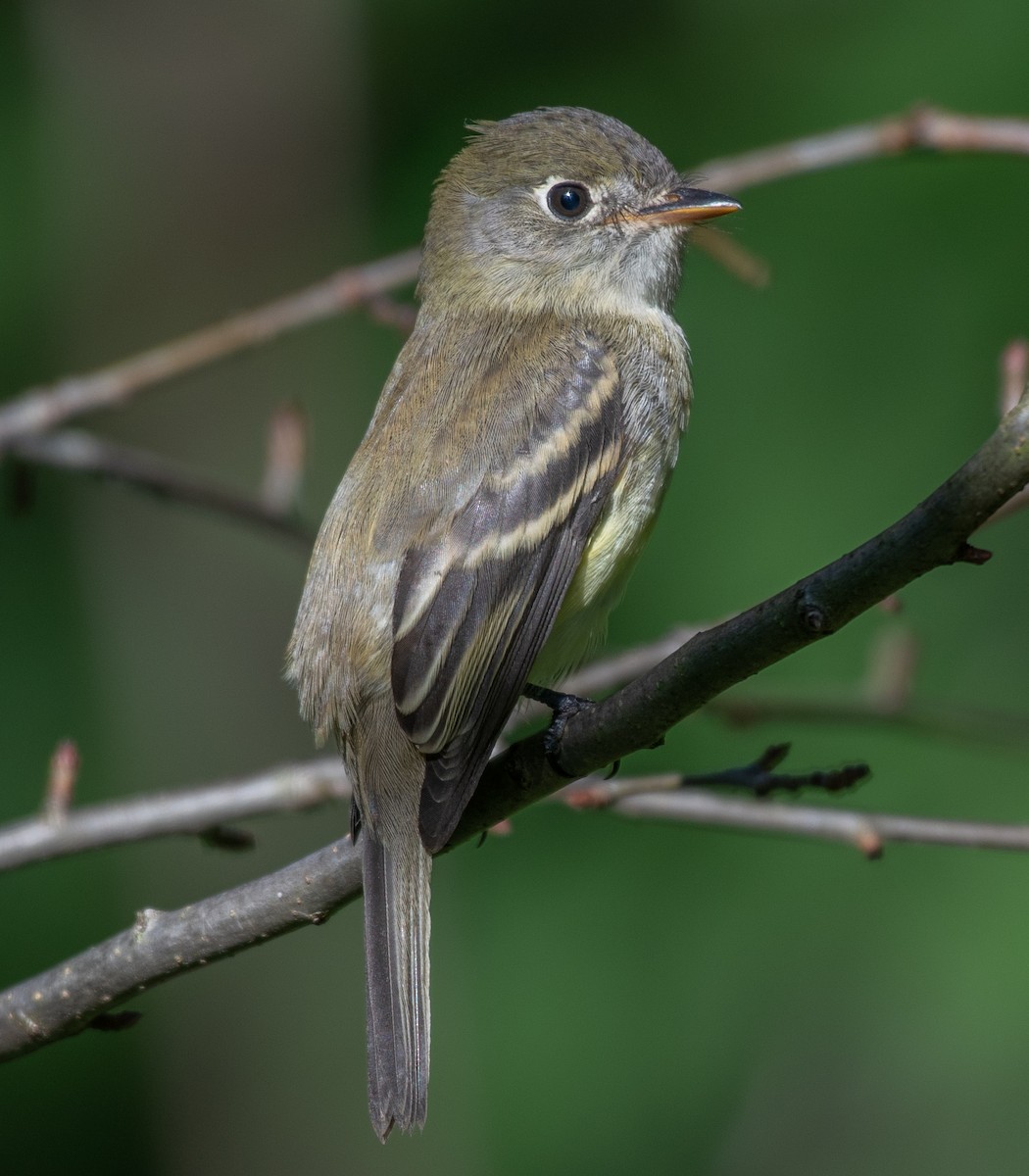 Least Flycatcher - Dmitriy Aronov