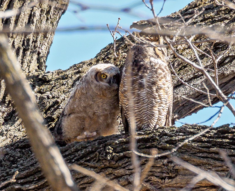 Great Horned Owl - Mike Bailey