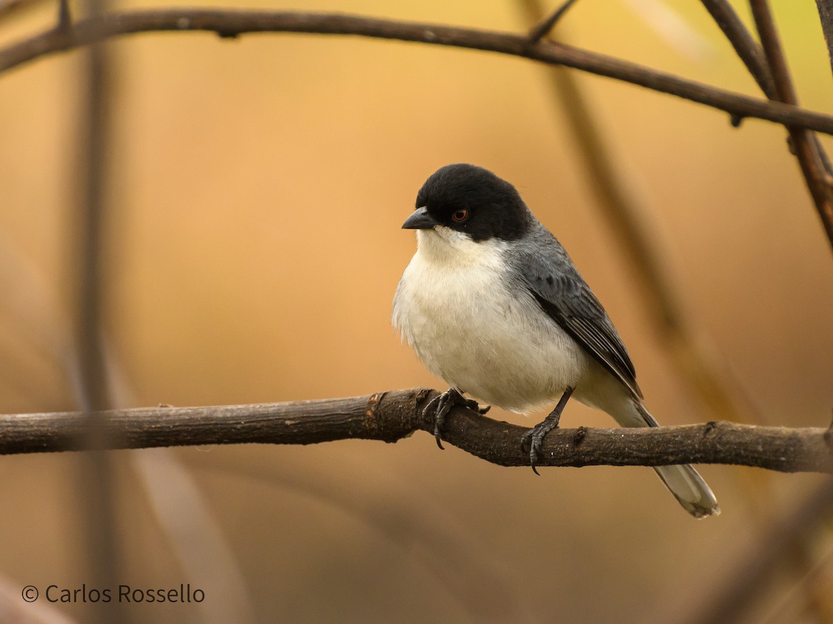 Black-capped Warbling Finch - Carlos Rossello