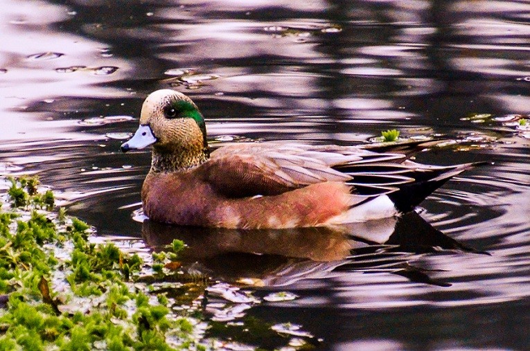 American Wigeon - ML259383171