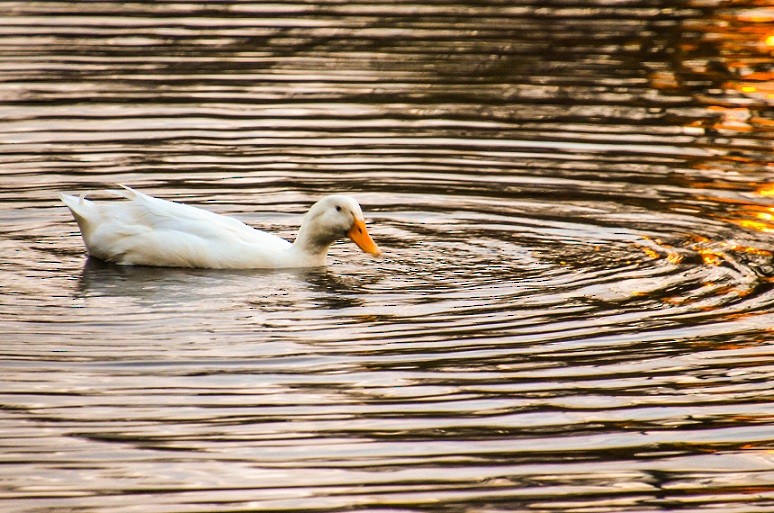 Anatidae sp. (dabbling duck sp.) - ML259383201