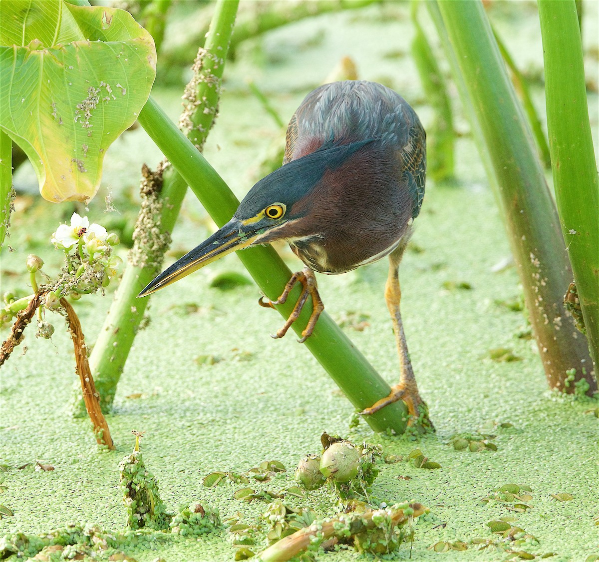 Green Heron - ML259383561