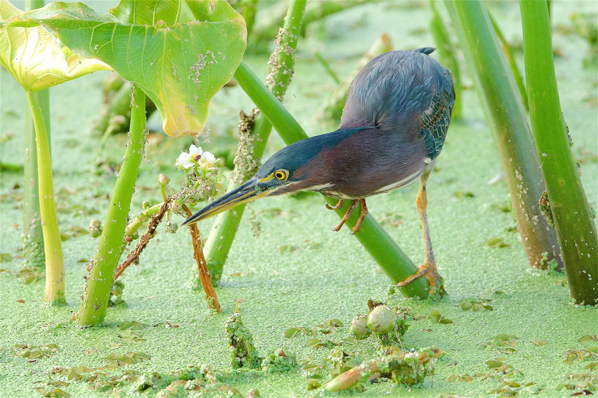 Green Heron - ML259383571