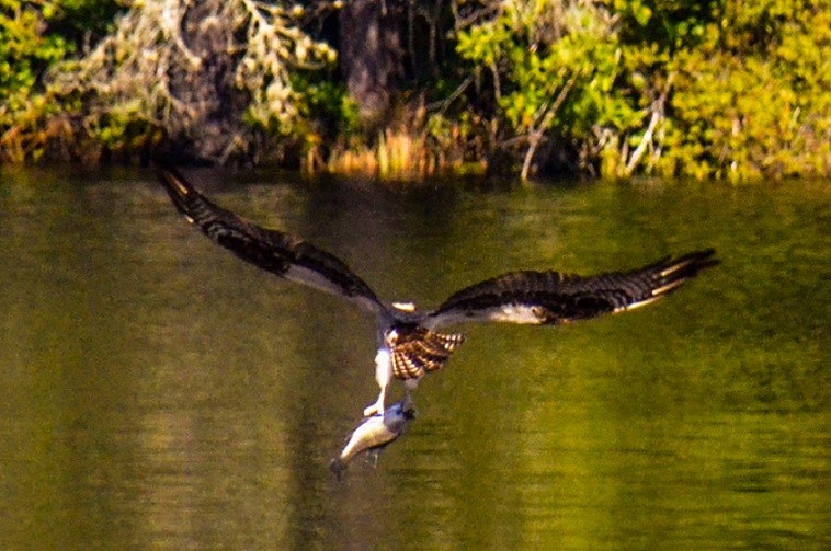 Balbuzard pêcheur - ML259384361