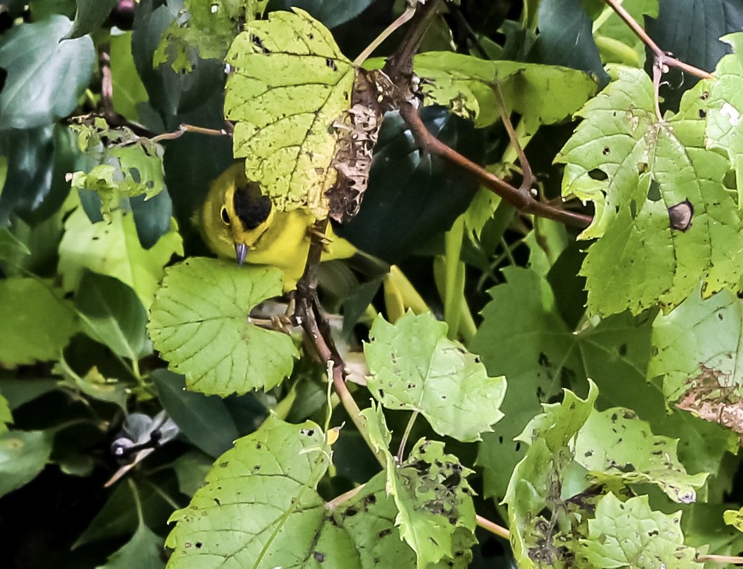 Wilson's Warbler - ML259385541