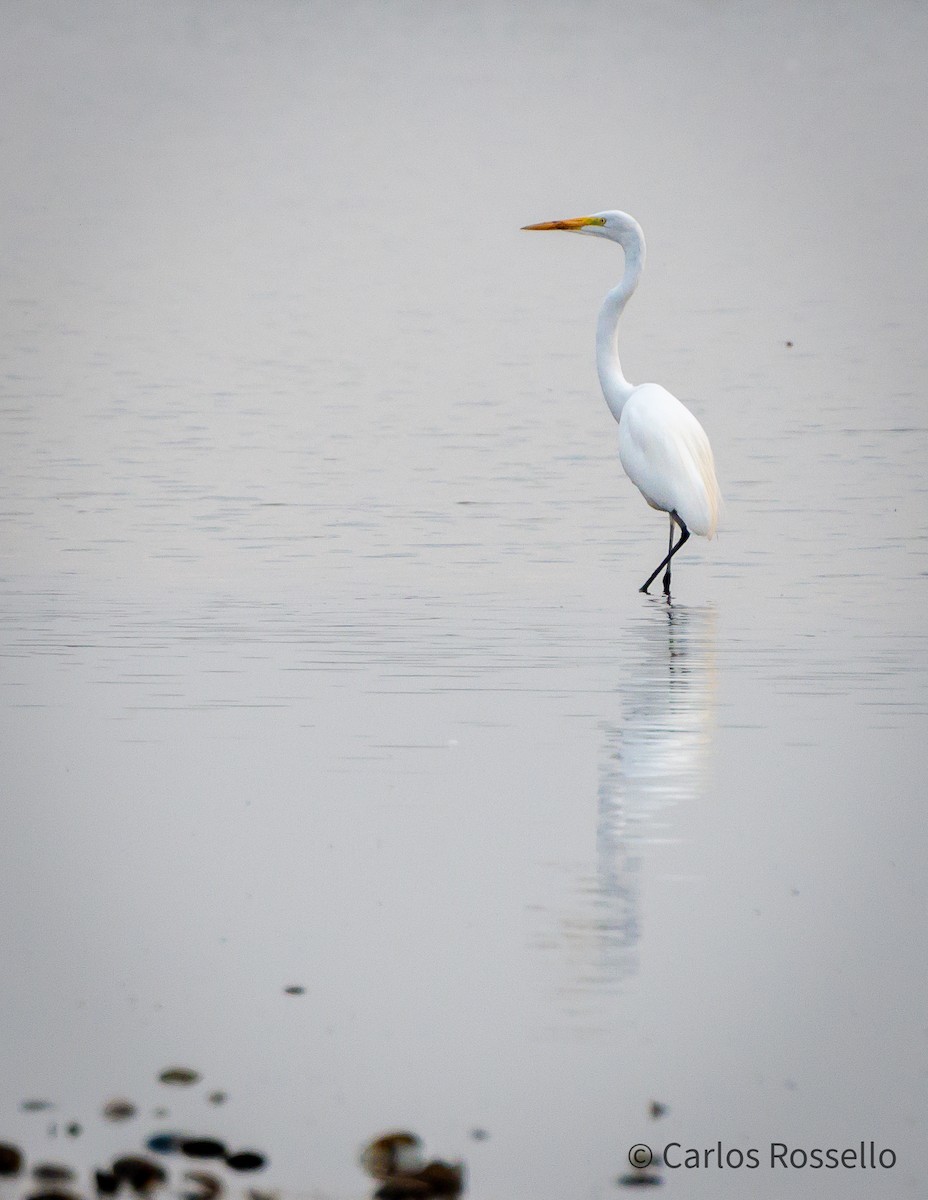 Great Egret - ML259386951