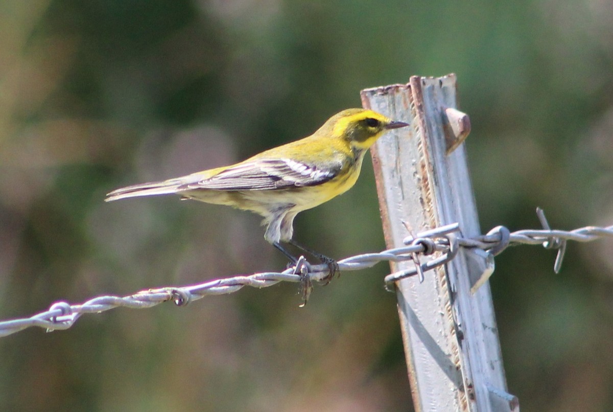 Townsend's Warbler - ML259387331