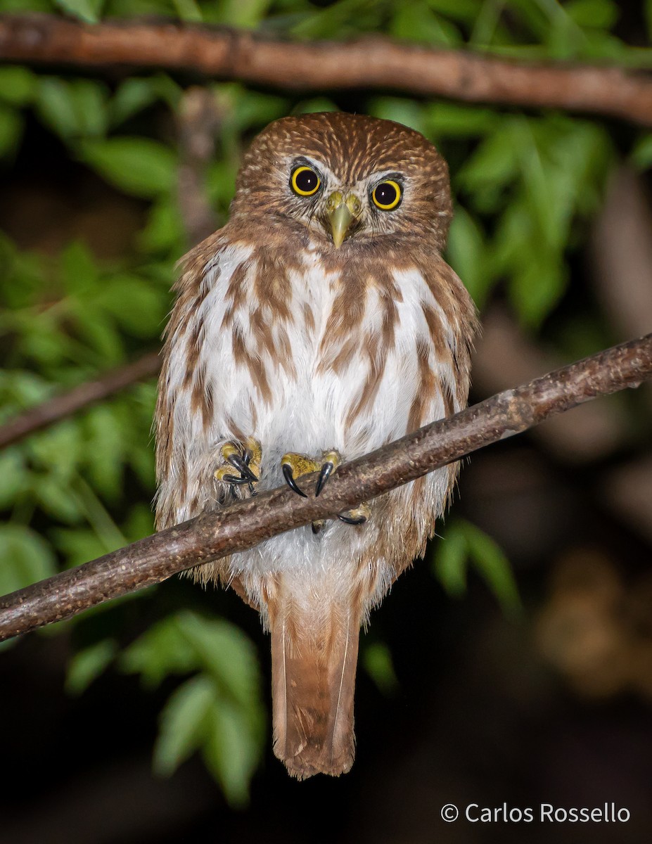 Ferruginous Pygmy-Owl - Carlos Rossello