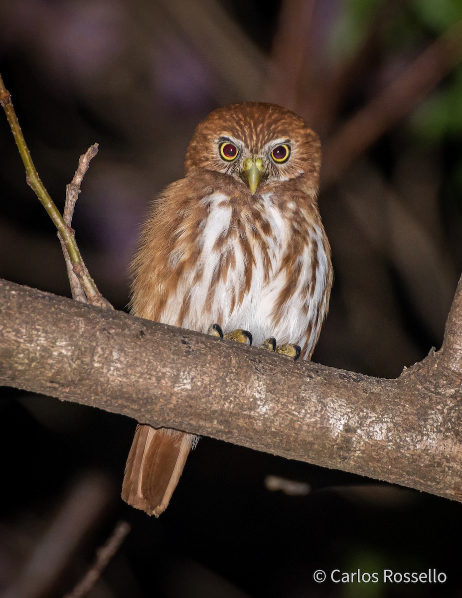 Ferruginous Pygmy-Owl - Carlos Rossello