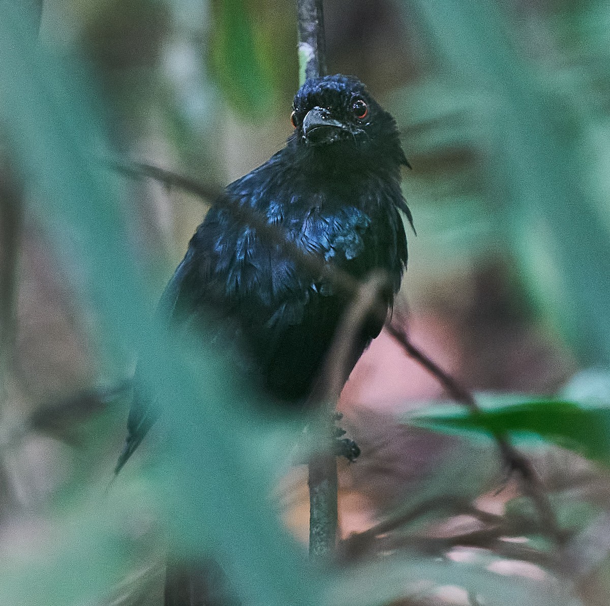 Greater Racket-tailed Drongo - ML259388491